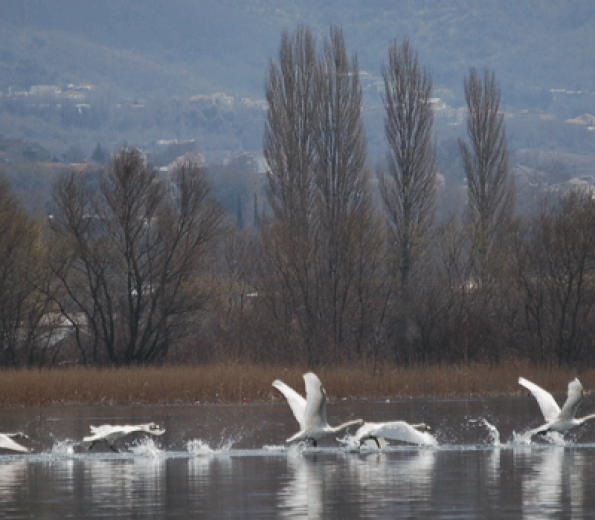 Pamvotida Lake Birds