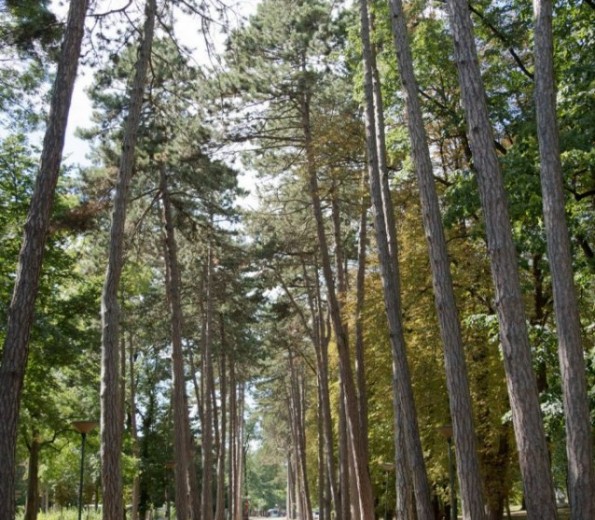 Park of Bukovicka spa