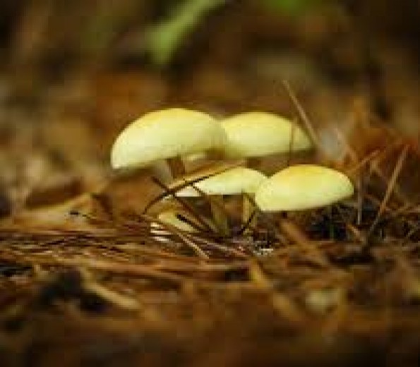 Wild mushrooms of Pindus National Park, Aristi
