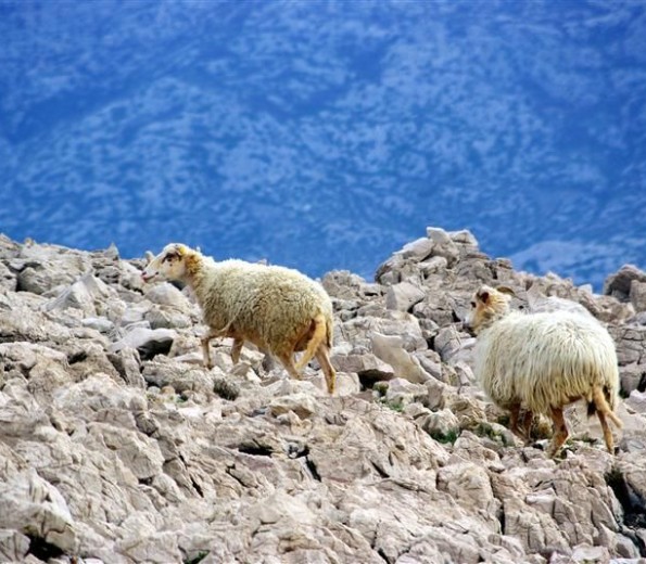 Pag lambs