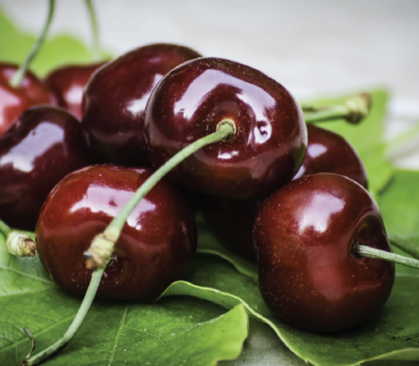 Višnja maraška - The Marasca sour cherry